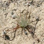 Malacothrix californica Агульны выгляд