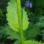 Campanula rhomboidalis Schors