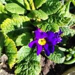 Primula vulgarisFlower