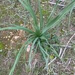 Asphodelus macrocarpus Leaf