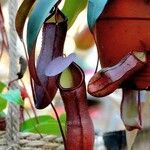 Nepenthes alata Fruct