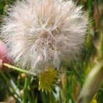 Tragopogon pratensis Plod