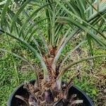 Butia capitata पत्ता