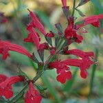 Salvia roemeriana Flor