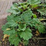 Rheum palmatum Libunga