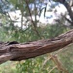 Leptospermum petersonii ᱪᱷᱟᱹᱞᱤ