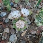 Gymnocalycium anisitsii Flor