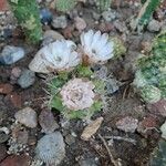 Gymnocalycium anisitsii Flower