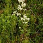 Galium boreale Цвят