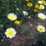 Malacothrix californica Flor
