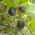 Chrysobalanus icaco Fruit