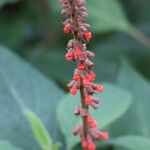 Salvia confertiflora Flower