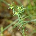 Euphorbia sulcata Blomst