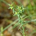 Euphorbia sulcata Flower