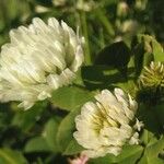 Trifolium hybridum Květ
