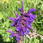 Salvia pratensisFlower