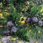 Juniperus virginiana Fruto