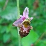 Ophrys holosericea Blomma