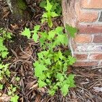 Lactuca muralis Leaf
