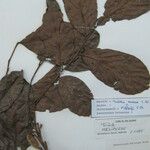 Trichilia euneura Otro