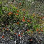 Ipomoea cristulata Облик