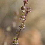 Triglochin laxiflora Anders