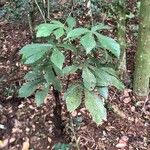 Pourouma bicolor Blad