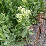 Lepidium draba Habit