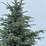 Picea pungensDeilen