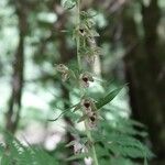 Epipactis helleborine花