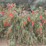 Callistemon viminalis Hoja