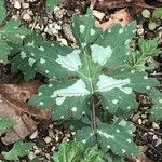 Hydrophyllum virginianum Hoja