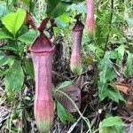 Nepenthes alata BlancoYaprak