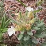 Teucrium montanum Frunză