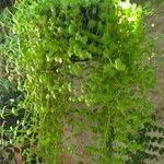 Micranthemum umbrosum 叶
