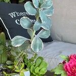 Kalanchoe fedtschenkoi List