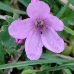 Erodium acauleফুল