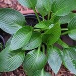 Hosta plantagineaFolio