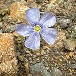 Linum lewisii Flower
