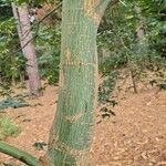 Acer oliverianum Bark