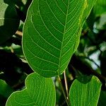 Triadica rotundifolia Leaf