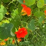 Tropaeolum minus Flor