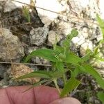 Spigelia anthelmia Blad