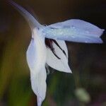 Gladiolus callianthus Fiore