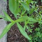 Asclepias asperula Feuille