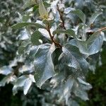 Elaeagnus commutata Blad