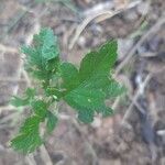 Crataegus rhipidophylla Blad