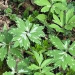 Hydrophyllum virginianum Hoja