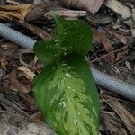 Dieffenbachia seguineFolio