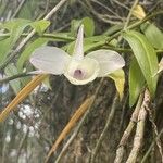 Dendrobium aphyllum Lorea